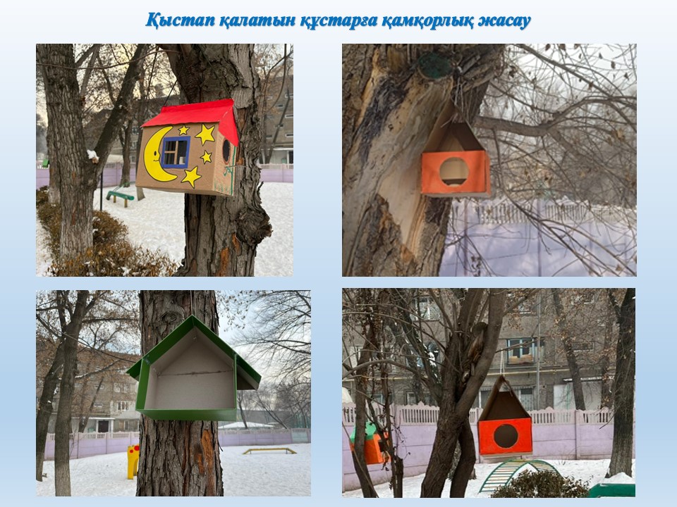 Қыстап қалған құстарға қамқорлық жасау                                                                       Ересек "Аққу" тобында